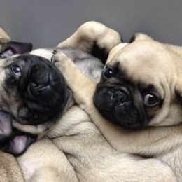 Pugs from Sunshine Pugs