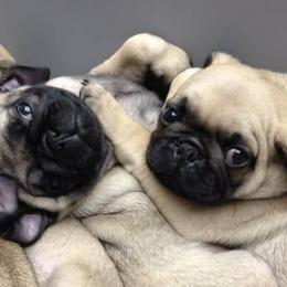 Pugs from Sunshine Pugs