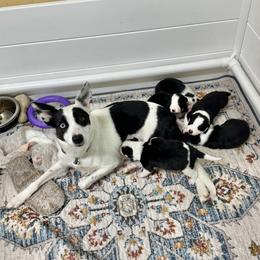 Border Collie and German Shepherd Puppies from Von Guadachi German Shepherds & Audacity Border Collies