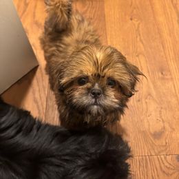 Faith - Brindle female Shih Tzu puppy in California from Boodaboo Shih Tzu’s
