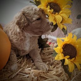 Australian Labradoodle Puppies from Doodle Inn Labradoodles