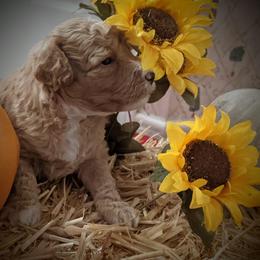 Australian Labradoodle Puppies from Doodle Inn Labradoodles