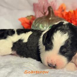 Scarecrow - Parti male Poodle puppy in Grover Beach, California from Central Coast Poodle Paws