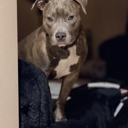 Zayn - Blue brindle male American Pit Bull Terrier puppy in Lakewood, Washington from IGY6 Kennels