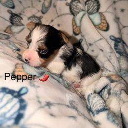 Pepper - Parti female Yorkshire Terrier puppy in Clarksburg, Indiana from Hidden Gems Parti Yorkies