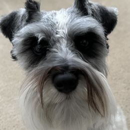 Miniature Schnauzers from Valdez Mini Schnauzers