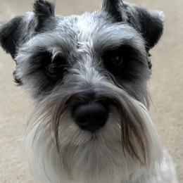 Miniature Schnauzers from Valdez Mini Schnauzers