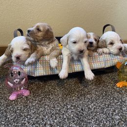 Cockapoo Puppies from Country J Canines