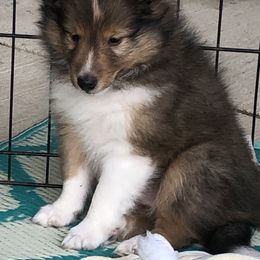 Boy 1 - Sable and white Shetland Sheepdog puppy in Knoxville, Illinois from Jo-C's Shelties