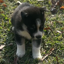 Zena - Black and white female Siberian Husky puppy in Summerville, South Carolina from Carolina Husky Lodge