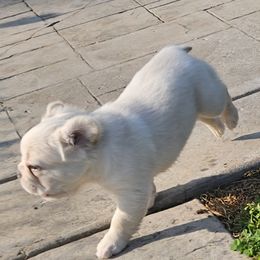 French Bulldog Puppies from Belleau Wood French Bulldog Manor & Folsom's House of Blues