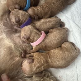 Goldendoodle Puppies from Hygge & Hound by McKenzie