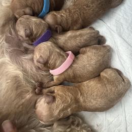 Goldendoodle Puppies from Hygge & Hound by McKenzie
