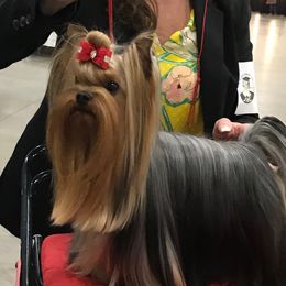 Duece - Yorkshire Terrier