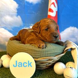 Jack Nicklaus - Red  male Goldendoodle puppy in Chelan, Washington from North Cascades Doodles