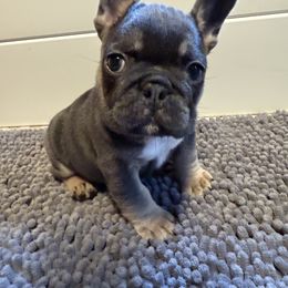 French Bulldog Puppies from Wyatt and co Frenchies