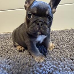 French Bulldog Puppies from Wyatt and co Frenchies