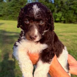 Fern (Green Collar Male) - Parti male Poodle puppy in Jasper, Georgia from Harrington Doodles & Poodles