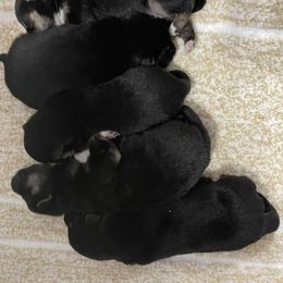 Shiba Inu Puppies from Salas Shiba Inu's
