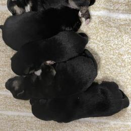 Shiba Inu Puppies from Salas Shiba Inu's