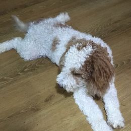 Brees - Goldendoodle