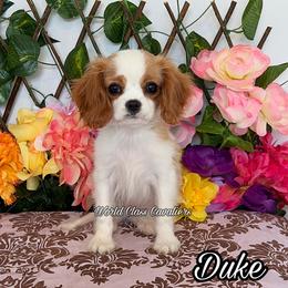 Duke - Blenheim male Cavalier King Charles Spaniel puppy in Hollywood, Florida from World Class Cavaliers