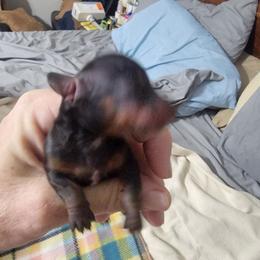 Boy 1 - Black and tan male Dachshund puppy in Paradise, Texas from C and J Minis