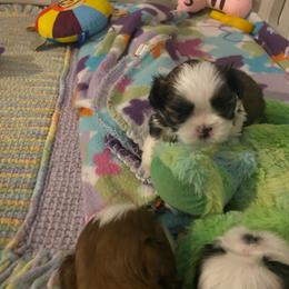 Pete - Tricolor male Shih Tzu puppy in Wyoming, Michigan from Shih Tzu Shenanigans