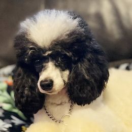 Beth Anne - Poodle