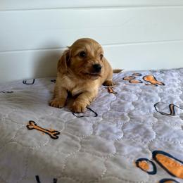 Snickers (Cello) - Cream female Dachshund puppy in Wolf Lake, Indiana from Canisteo Dachshunds