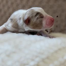 Girl 2 - Red merle female Australian Shepherd puppy in Oakridge, Oregon from Middle Fork Australian Shepherds
