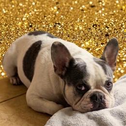 Chloe - French Bulldog
