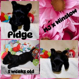 Australian Shepherd, Poodle, and Scottish Terrier Puppies from Not Of This World Aussies, Scottie’s, Poodles, & Doodles
