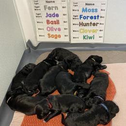 Portuguese Water Dog Puppies from Rustyco/Cayenne