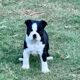 Charley - Black and white female Boston Terrier puppy in Newnan, Georgia from Down South Bostons