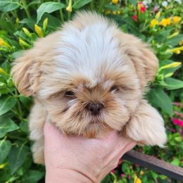 Havanese and Shih Tzu Puppies from Locust Creek Shih Tzu & Havanese