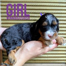 Winnibigoshish - Tri-color female Bernedoodle puppy in Cambridge, Minnesota from Country Meadow Doodles