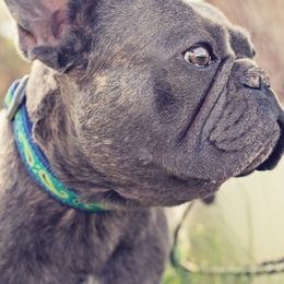 French Bulldogs from Wild Horse Frenchies