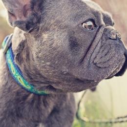 French Bulldogs from Wild Horse Frenchies
