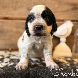 Franklin - Black and white male English Springer Spaniel puppy in Uvalda, Georgia from Willow Creek Farms