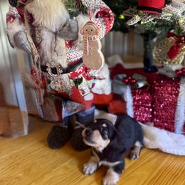 Major Russian lines - Black and cream male Dachshund puppy in Call, Texas from Dachshund D’Amore
