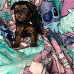 Megs - Black and gold female Yorkipoo puppy in Clover, South Carolina from Cudi’s Buddies