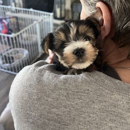 Yorkshire Terrier Puppies from Thomas Valley Yorkies