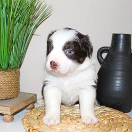 Miniature Australian Shepherd Puppies from Yarborough Kennels