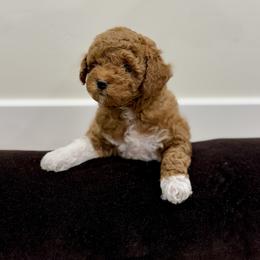 Turk - Red  male Goldendoodle puppy in Saint George, Utah from Ashlee's Goldendoodles