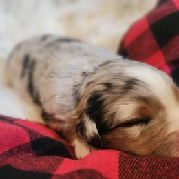 Linus - Blue merle male Miniature Australian Shepherd puppy in Macomb, Missouri from Faunus Farms and Aussies