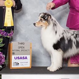 Australian Shepherds from Headstrong Australian Shepherds