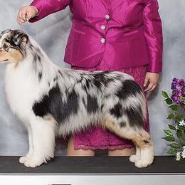 Australian Shepherds from Headstrong Australian Shepherds