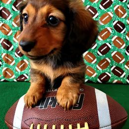 Dachshund Puppies from Blue Mountain Dachshunds
