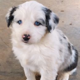 Greta - Blue merle female Australian Shepherd puppy in Neola, Utah from Wall To Wall Aussies